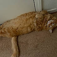 Lil Bit is registered to the contest to win money with this photo: animal, carpet, cat, cozy, cute, domestic, door, feline, fluffy, home, indoor, lying_down, mammal, orange_cat, pet, relaxed, resting, tail, wall, whiskers