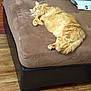 Lil Bit is registered to the contest to win money with this photo: animal, brown, calm, cat, cozy, cute, fluffy, furniture, home, indoor, orange_cat, ottoman, paws, pet, relaxed, resting, sleeping, stacked_boxes, tail, wooden_floor