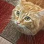 Lil Bit is registered to the contest to win money with this photo: alert, animal, carpet, cat, close_up, cozy, curious, cute, domestic, feline, floor, fur, green_eyes, indoor, looking_up, orange_tabby, pet, rug, texture, whiskers