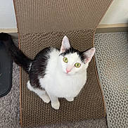 Miso is registered to the contest to win money with this photo: cat, black_and_white, green_eyes, sitting, looking_up, indoor, scratcher, woven, curious, pet, feline, floor, carpet, texture, whiskers, ears, tail, cute, domestic_animal, animal
