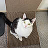 cat, black_and_white, green_eyes, sitting, looking_up, indoor, scratcher, woven, curious, pet, feline, floor, carpet, texture, whiskers, ears, tail, cute, domestic_animal, animal