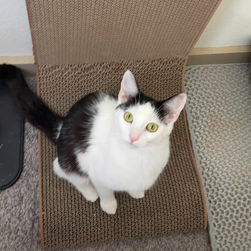 Miso