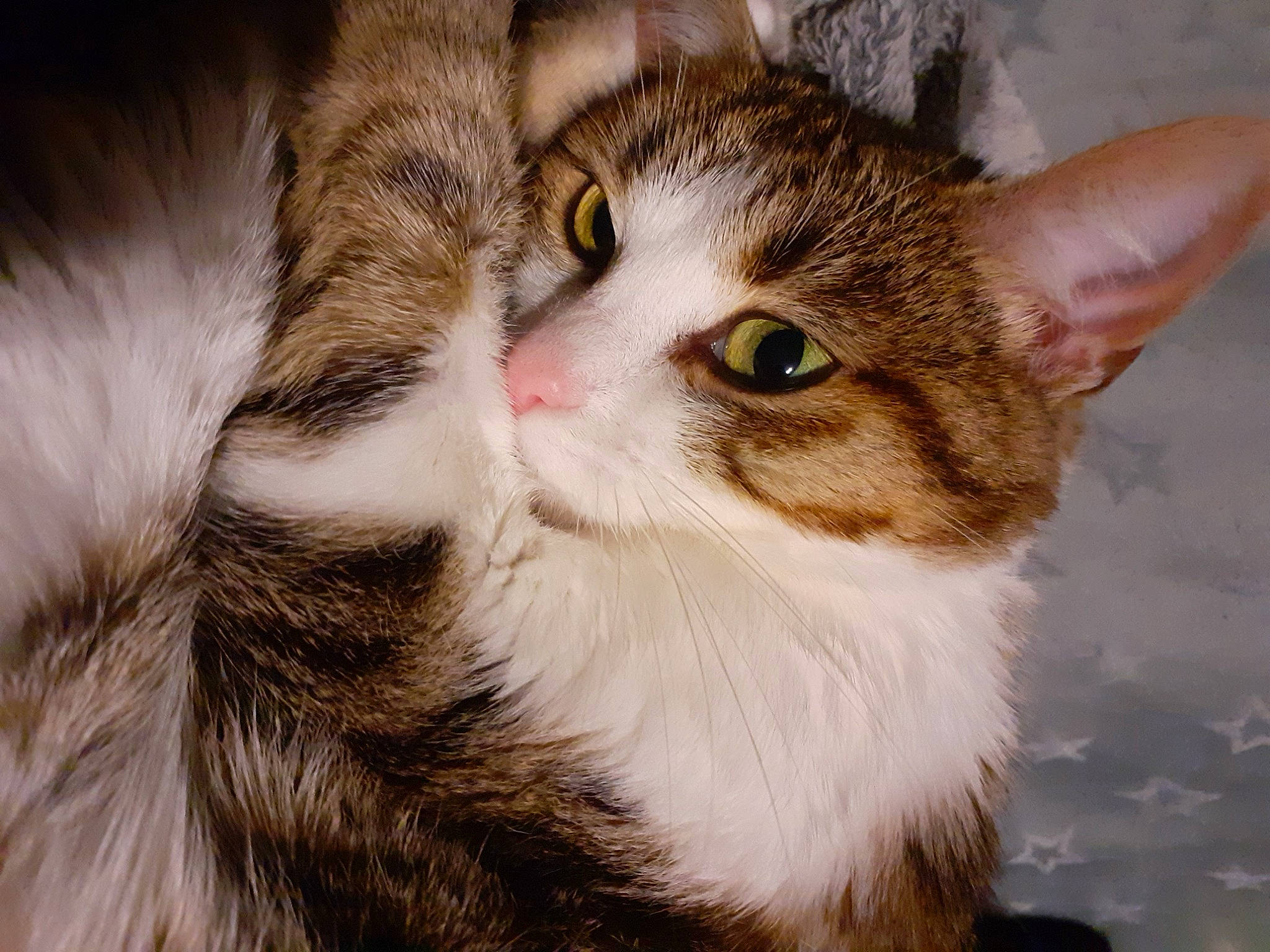 Princesse a rejoint le concours — aidez-le/la à gagner de superbes lots ! brown, carnivore, cat, close_up, domestic_short_haired_cat, ear, eye, felidae, fur, iris, paw, small_to_medium_sized_cats, snout, tail, tree, whiskers, window, wood