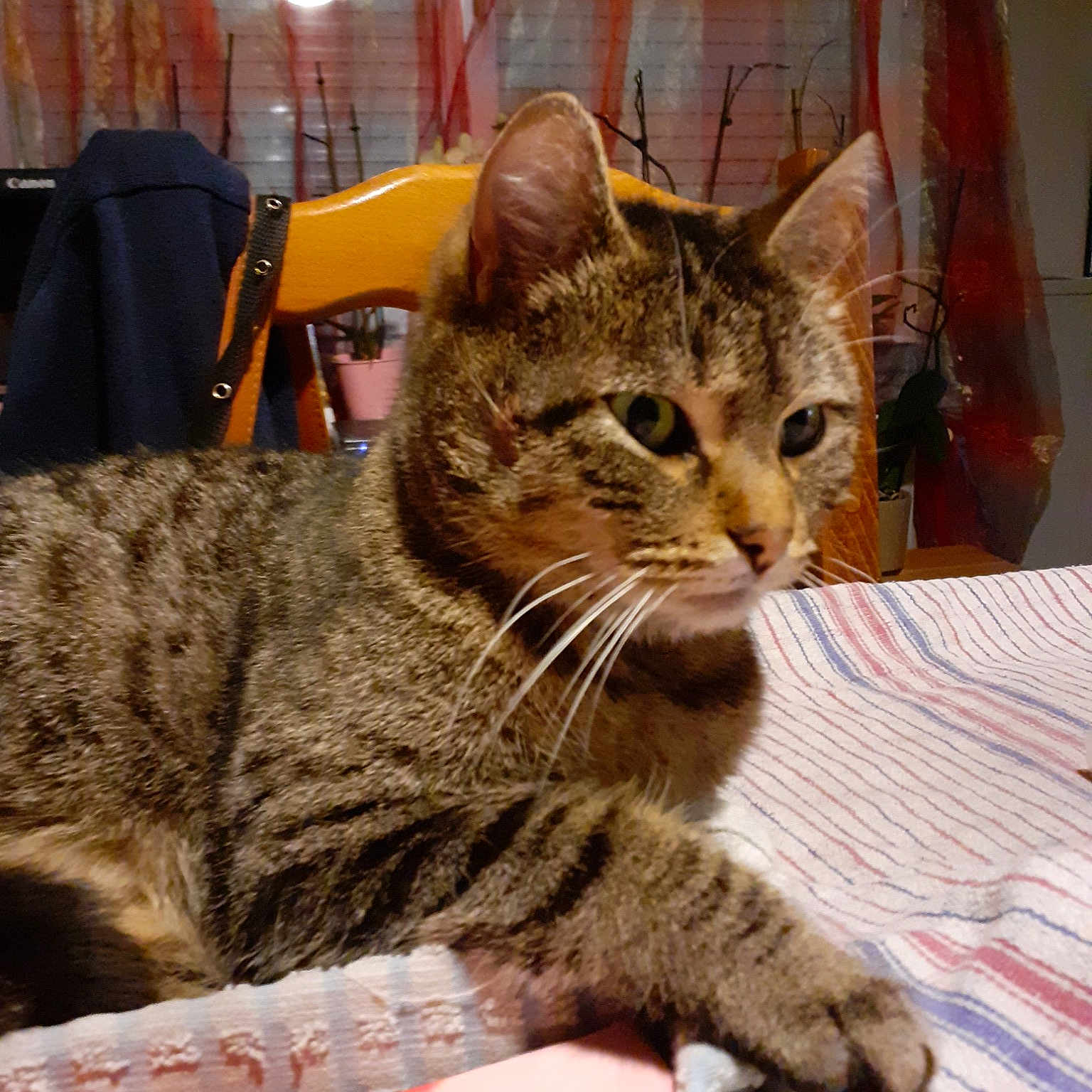 Minouche
