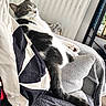 cat, tuxedo_cat, pet, animal,  lounging, couch, sofa, blanket, pillow, indoor, home, relaxed, sleeping, eyes_closed, whiskers, ears, tail, black_and_white, furniture, cozy