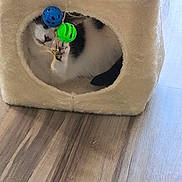 Fripouille a rejoint le concours — aidez-le/la à gagner de superbes lots ! cat, black_and_white_cat, pet, animal, cat_tower, cat_tree, indoors, playroom, toy, hanging_toy, blue_ball, green_ball, paw, fur, sleeping_area, cozy, carpeted_furniture, wood_floor, home, playful