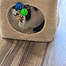 cat, black_and_white_cat, pet, animal, cat_tower, cat_tree, indoors, playroom, toy, hanging_toy, blue_ball, green_ball, paw, fur, sleeping_area, cozy, carpeted_furniture, wood_floor, home, playful