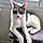 Fripouille