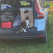 Charlie participe au concours pour gagner de l'argent avec cette photo : cat, car, trunk, cardboard_box, grass, outdoor, daylight, vehicle, curious_cat, open_trunk, packing, storage, pet, animal, nature, yard, white_car, tail, side_view, inspection