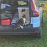 cat, car, trunk, cardboard_box, grass, outdoor, daylight, vehicle, curious_cat, open_trunk, packing, storage, pet, animal, nature, yard, white_car, tail, side_view, inspection