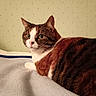 cat, tabby, pet, animal, feline, indoor, blanket, bed, resting, fur, whiskers, ears, eyes, nose, paw, wallpaper, yellow_ledge, curious, relaxed, home