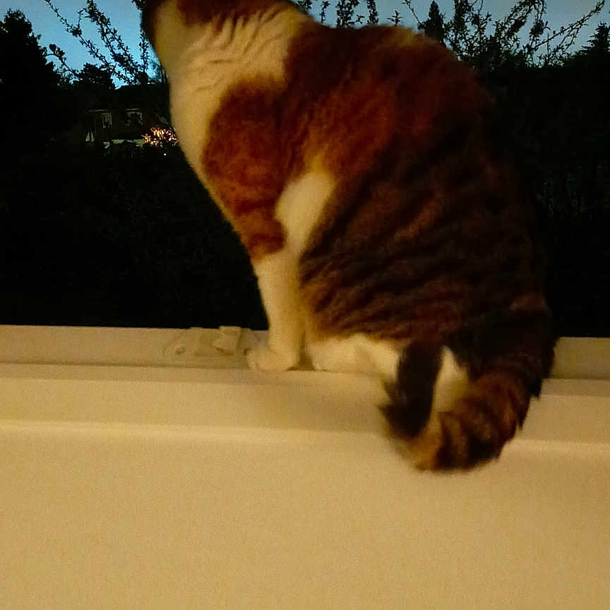 Charlie