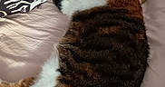 Charlie participe au concours pour gagner de l'argent avec cette photo : cat, sleeping, bed, pillow, striped_tail, feline, resting, domestic_animal, indoor, cozy, fur, patterned_pillow, soft_surface, relaxation, pet, animal, whiskers, cute, napping, home