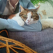 Charlie a rejoint le concours — aidez-le/la à gagner de superbes lots ! animal, arm, blue_shirt, casual, cat, comfort, couch, cozy, decor, face, feline, fur, green_eyes, home, indoor, person, plant, relaxed, resting, white_paw
