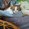 animal, arm, blue_shirt, casual, cat, comfort, couch, cozy, decor, face, feline, fur, green_eyes, home, indoor, person, plant, relaxed, resting, white_paw