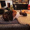 cat, tabby_cat, couch, armrest, cushion, living_room, bookshelf, books, lamp, television, wooden_table, remote_control, indoor, furniture, plant, cozy, relaxing, home, decor, pet