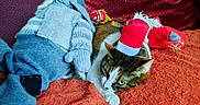 Charlie participe au concours pour gagner de l'argent avec cette photo : cat, cozy, cute, decor, domestic, furniture, holiday, home, indoor, knitted_doll, orange_blanket, pet, purple_pillow, red_pillow, relaxing, resting, santa_hat, soft_texture, warm_colors, window