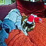 cat, santa_hat, knitted_doll, orange_blanket, red_pillow, purple_pillow, cozy, indoor, pet, resting, cute, holiday, decor, furniture, window, home, relaxing, soft_texture, domestic, warm_colors