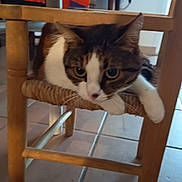 Charlie participe au concours pour gagner de l'argent avec cette photo : cat, wooden_chair, indoor, tile_floor, furniture, pet, animal, resting, curious, cushion, home, cozy, domestic, whiskers, paws, eyes, seat, relaxed, closeup, tabby_cat