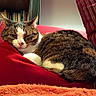 cat, tabby, cushion, red_cushion, striped_pillow, bookshelf, books, indoor, cozy, pet, feline, fur, resting, winking, face, ears, whiskers, home, relaxed, comfort