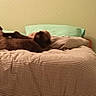 Mickey participe au concours pour gagner de l'argent avec cette photo : cat, bed, bedroom, lamp, pillow, blanket, striped, nightstand, furniture, cozy, indoor, relaxing, pet, home, comfort, sleeping, soft_light, wall, decor, resting