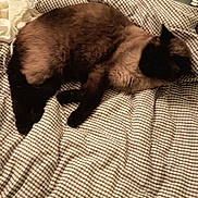 Mickey a rejoint le concours — aidez-le/la à gagner de superbes lots ! cat, bed, blanket, checkered_pattern, laptop, macbook, indoor, resting, fur, pet, cozy, brown, black, sleepy, relaxed, home, technology, fabric, soft, comfort