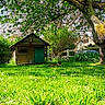 Mickey a rejoint le concours — aidez-le/la à gagner de superbes lots ! grass, flowers, tree, wooden_shed, cat, greenery, outdoor, sunlight, shade, nature, fence, garden, leaves, trunk, branches, daytime, relaxation, animal, pet, peaceful