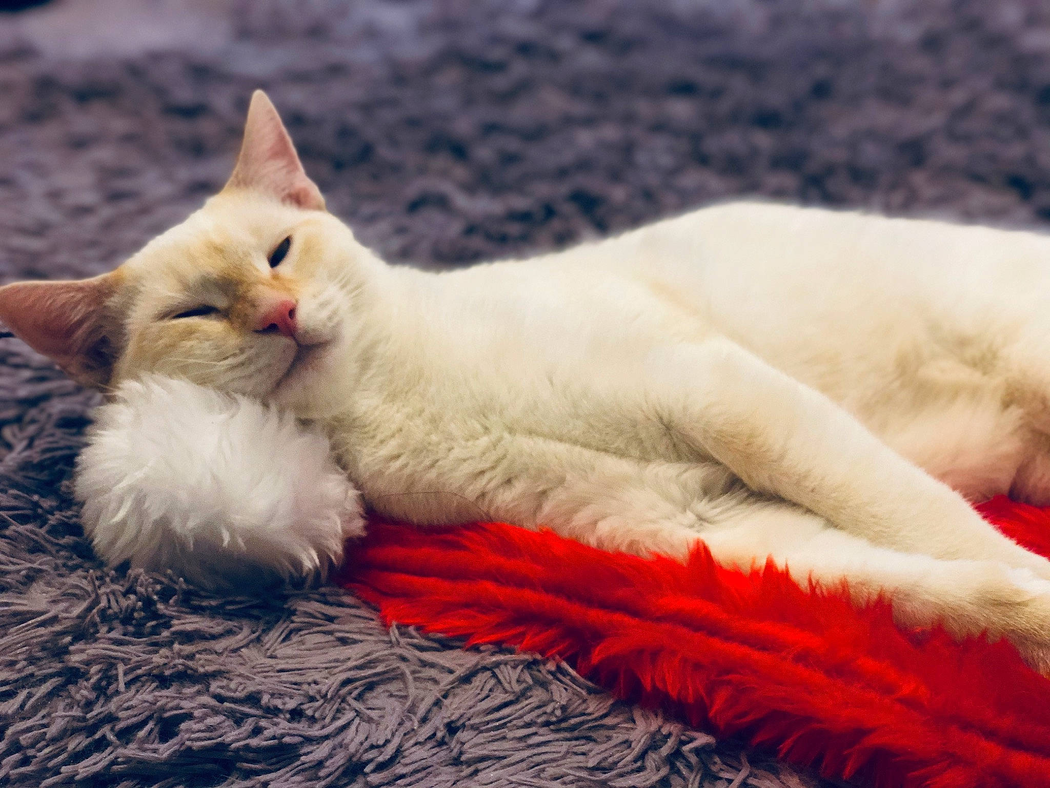 Néo a rejoint le concours — aidez-le/la à gagner de superbes lots ! carnivore, cat, claw, colorpoint_shorthair, fawn, felidae, fur, khao_manee, kitten, mammal, nap, paw, ragdoll, sky, small_to_medium_sized_cats, tail, turkish_angora, turkish_van, whiskers