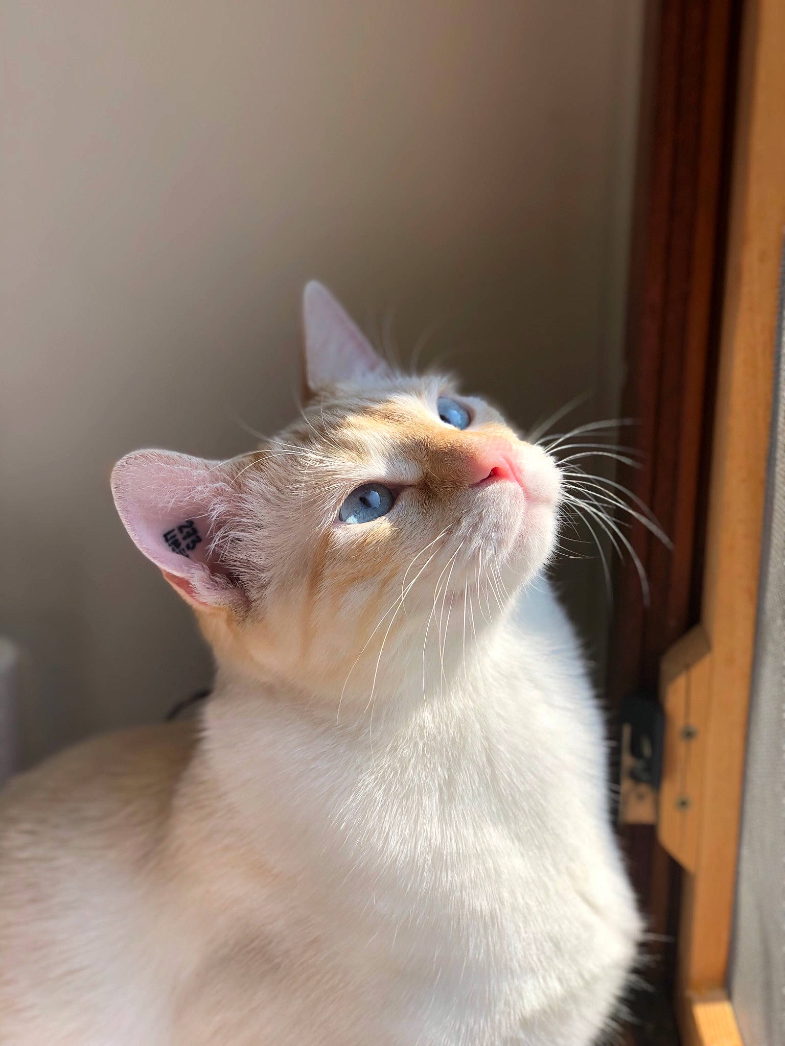 Néo a rejoint le concours — aidez-le/la à gagner de superbes lots ! aegean_cat, asian, burmilla, carnivore, cat, colorpoint_shorthair, ear, eye, fawn, felidae, javanese, mammal, nose, ojos_azules, small_to_medium_sized_cats, snout, thai, tonkinese, turkish_van, whiskers