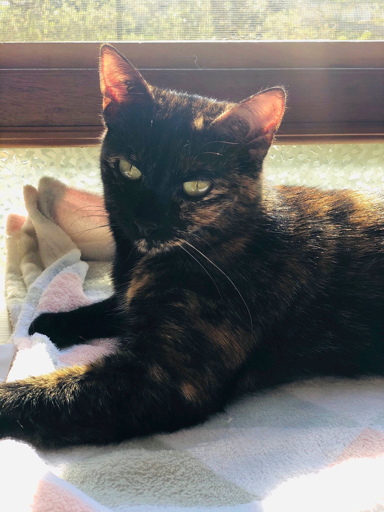 Gaïa a rejoint le concours — aidez-le/la à gagner de superbes lots ! black_cat, bombay, carnivore, cat, claw, comfort, domestic_short_haired_cat, felidae, foot, fur, nap, paw, sitting, small_to_medium_sized_cats, snout, tail, terrestrial_animal, whiskers