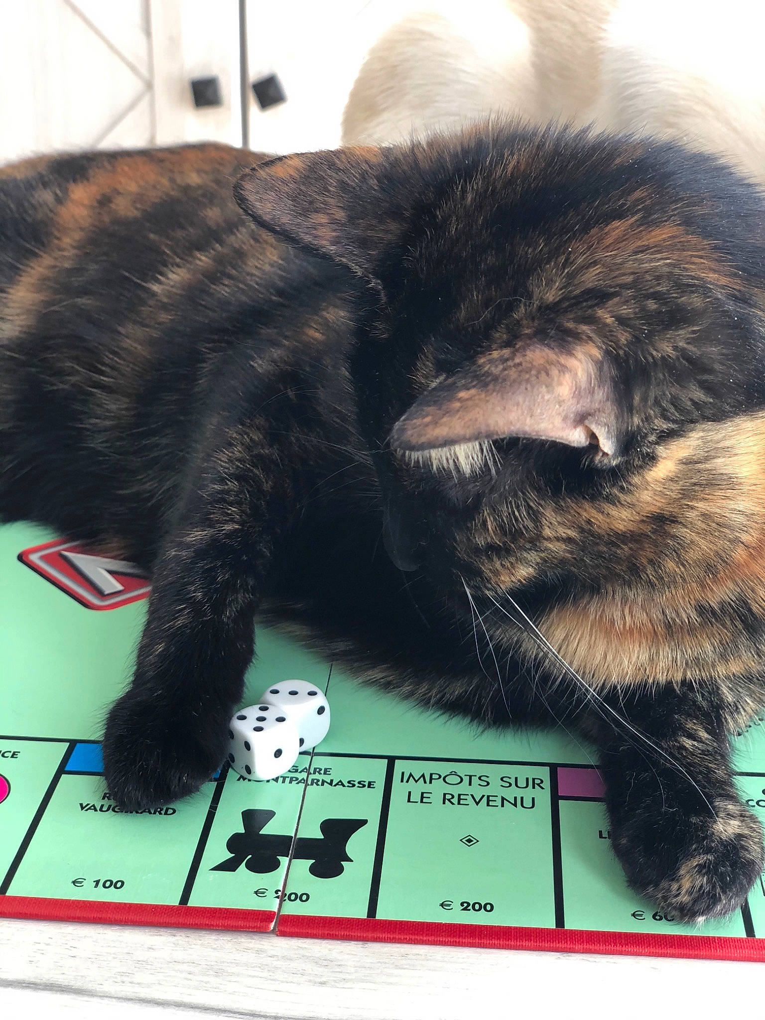 Gaïa a rejoint le concours — aidez-le/la à gagner de superbes lots ! black_cat, carnivore, cat, claw, comfort, dog_breed, domestic_short_haired_cat, felidae, foot, fur, nap, paw, rectangle, small_to_medium_sized_cats, snout, square, tail, terrestrial_animal, vertebrate, whiskers