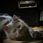 Boule a rejoint le concours — aidez-le/la à gagner de superbes lots ! cat, gray_cat, pet, feline, indoor, sunlight, floor, whiskers, relaxed, lying_down, close_up, yellow_eyes, fur, animal, mammal, domestic_animal, portrait, cozy, shadow, calm