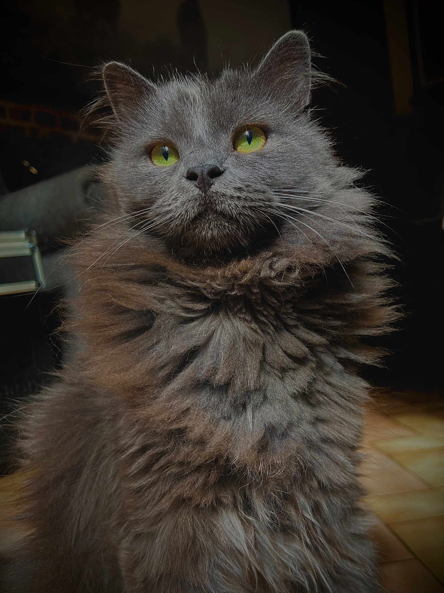 Boule participe au concours pour gagner de l'argent avec cette photo : cat, fluffy, gray, green_eyes, indoor, portrait, feline, whiskers, close_up, fur, pet, animal, cute, muzzle, sitting, domestic_cat, long_hair, alert, face, eyes