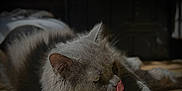 Boule participe au concours pour gagner de l'argent avec cette photo : cat, gray_cat, fluffy, tongue_out, lying_down, floor, tiled_floor, indoor, pet, animal, whiskers, ears, fur, relaxed, sunlight, shadow, closeup, cute, mammal, playful