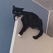 Boots is registered to the contest to win money with this photo: cat, black_and_white, door, indoor, animal, pet, curious, perched, feline, whiskers, climbing, wall, ceiling, house, domestic, looking, paws, fur, adventure, balance