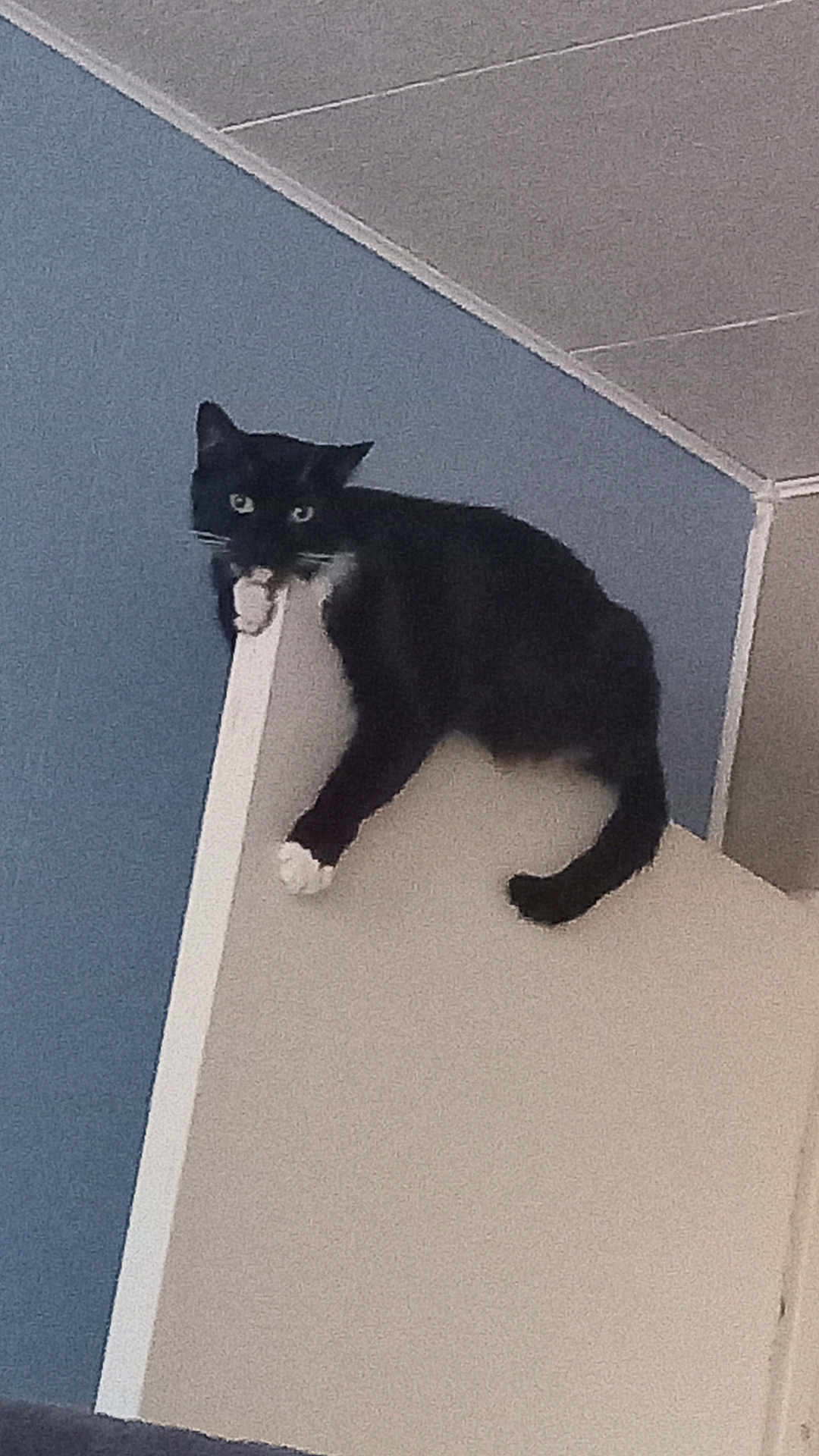 Boots is registered to the contest to win money with this photo: cat, black_and_white, door, indoor, animal, pet, curious, perched, feline, whiskers, climbing, wall, ceiling, house, domestic, looking, paws, fur, adventure, balance