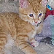 Chino Xl joined the competition — help win amazing prizes! animal, bell, blanket, cat, close_up, collar, cute, ears, feline, fur, indoor, kitten, orange_tabby, paws, pet, relaxed, resting, soft, whiskers, young