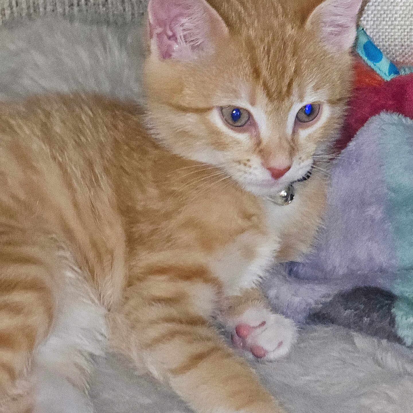 Chino Xl joined the competition — help win amazing prizes! animal, bell, blanket, cat, close_up, collar, cute, ears, feline, fur, indoor, kitten, orange_tabby, paws, pet, relaxed, resting, soft, whiskers, young