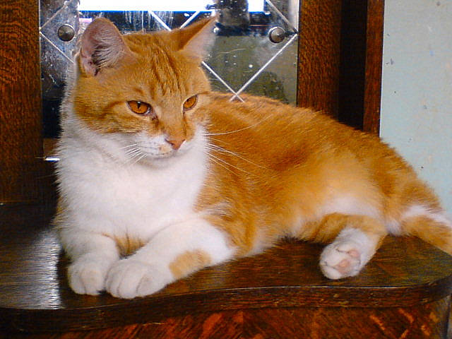 Léo a rejoint le concours — aidez-le/la à gagner de superbes lots ! aegean_cat, american_wirehair, arabian_mau, asian, asian_semi_longhair, australian_mist, british_semi_longhair, carnivore, cat, cymric, domestic_short_haired_cat, european_shorthair, fawn, felidae, mammal, small_to_medium_sized_cats, tabby_cat, tail, vertebrate, whiskers