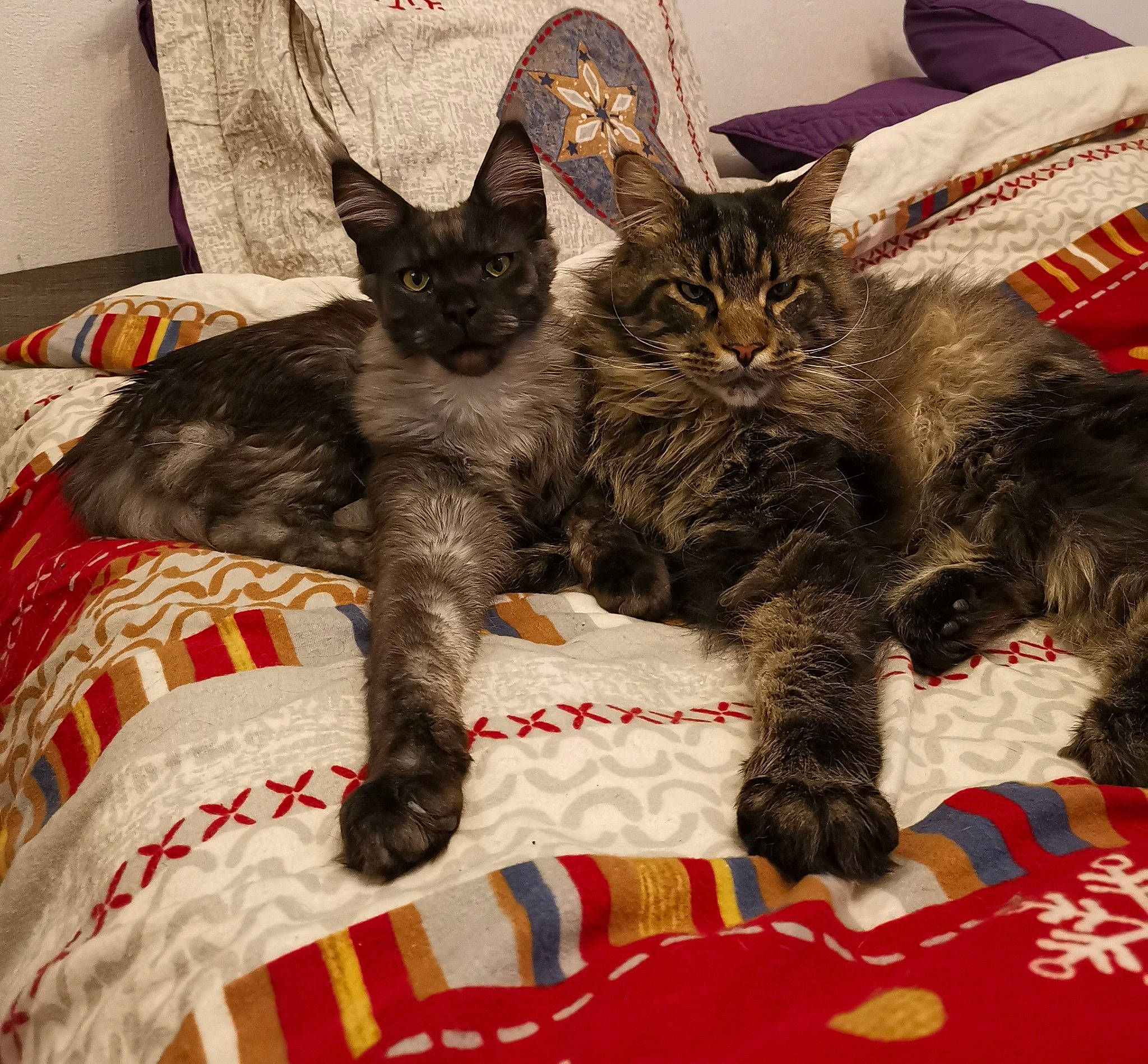 Theos Et Ramses a rejoint le concours — aidez-le/la à gagner de superbes lots ! black_cat, bombay, carnivore, cat, claw, comfort, domestic_short_haired_cat, felidae, fur, linens, pattern, paw, small_to_medium_sized_cats, tail, whiskers