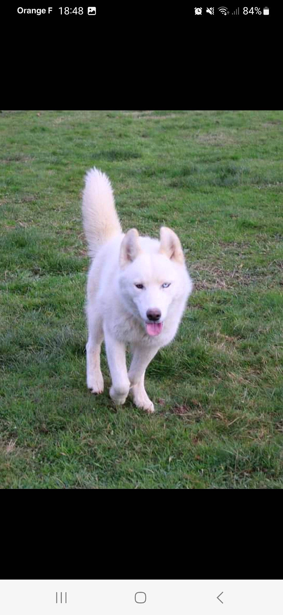 Ulusse a rejoint le concours — aidez-le/la à gagner de superbes lots ! american_eskimo_dog, ancient_dog_breeds, carnivore, companion_dog, dog, dog_breed, german_spitz_mittel, grass, indian_spitz, non_sporting_group, plant, spitz, sporting_group, tail, terrestrial_animal, volpino_italiano, working_animal, working_dog