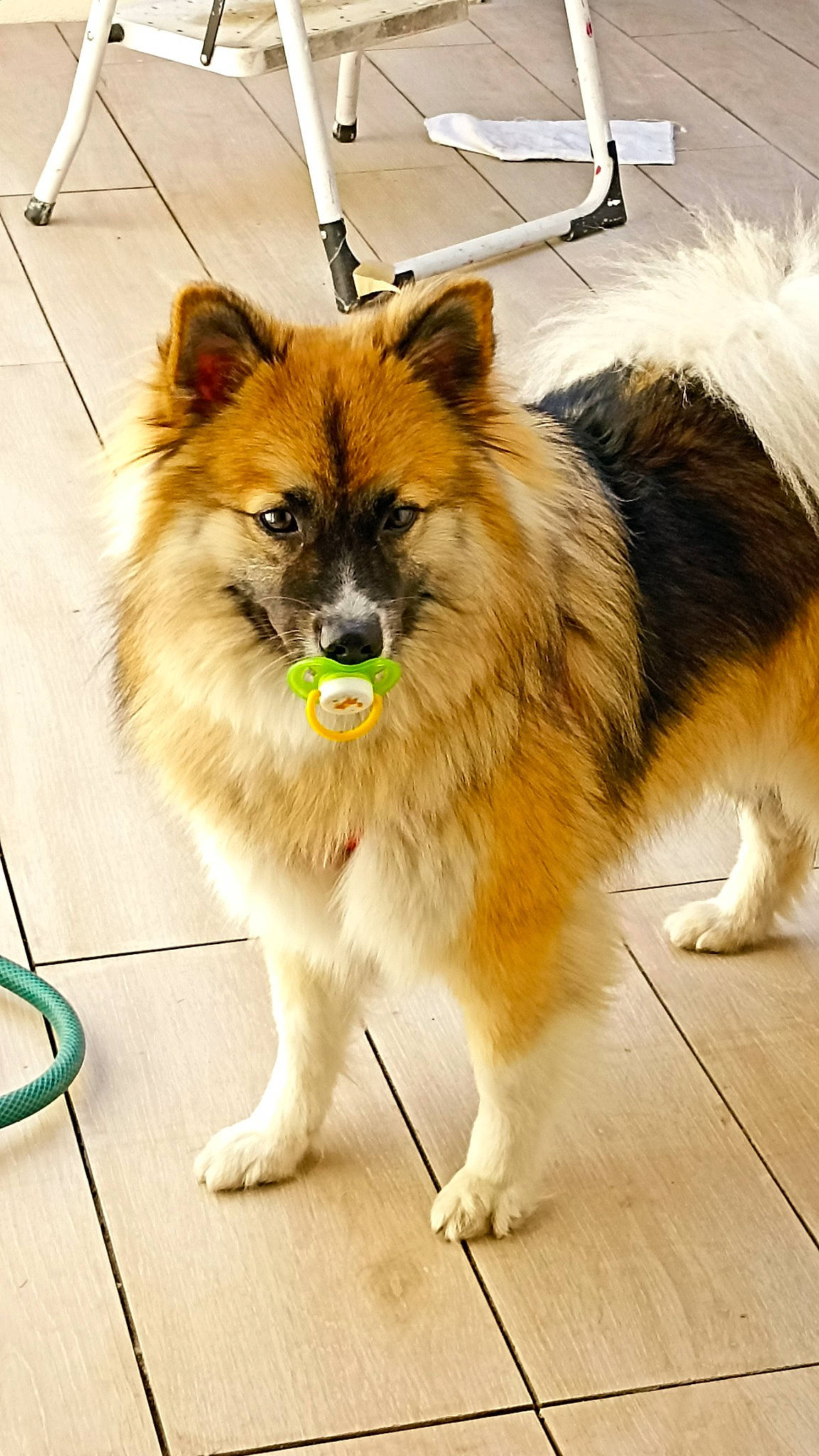 Sweetie participe au concours pour gagner de l'argent avec cette photo : ancient_dog_breeds, canidae, carnivore, companion_dog, dog, dog_breed, fawn, flooring, fur, german_spitz, german_spitz_klein, plant, snout, spitz, sporting_group, tail, toy_dog, whiskers, working_animal, working_dog