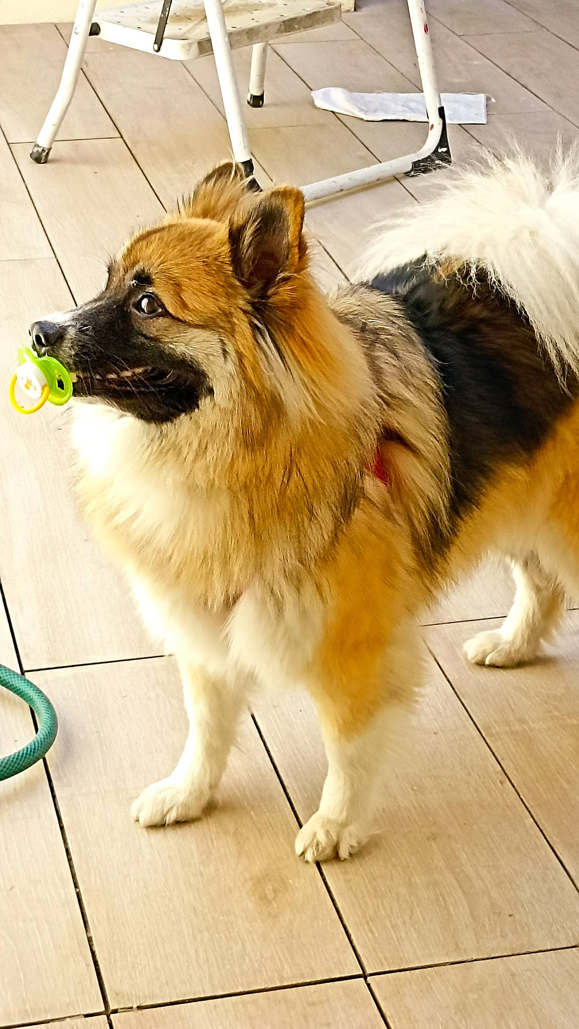 Sweetie participe au concours pour gagner de l'argent avec cette photo : ancient_dog_breeds, canidae, carnivore, collar, companion_dog, dog, dog_breed, fawn, flooring, fur, herding_dog, leash, paw, snout, sporting_group, tail, terrestrial_animal, whiskers, working_animal, working_dog