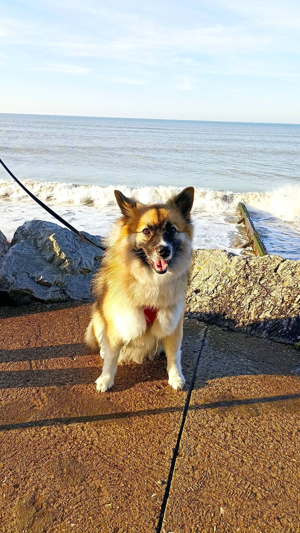 Sweetie participe au concours pour gagner de l'argent avec cette photo : beach, canidae, carnivore, cloud, collar, companion_dog, dog, dog_breed, fawn, plant, sky, snout, sporting_group, tail, tree, vertebrate, water, whiskers, wildlife, wood