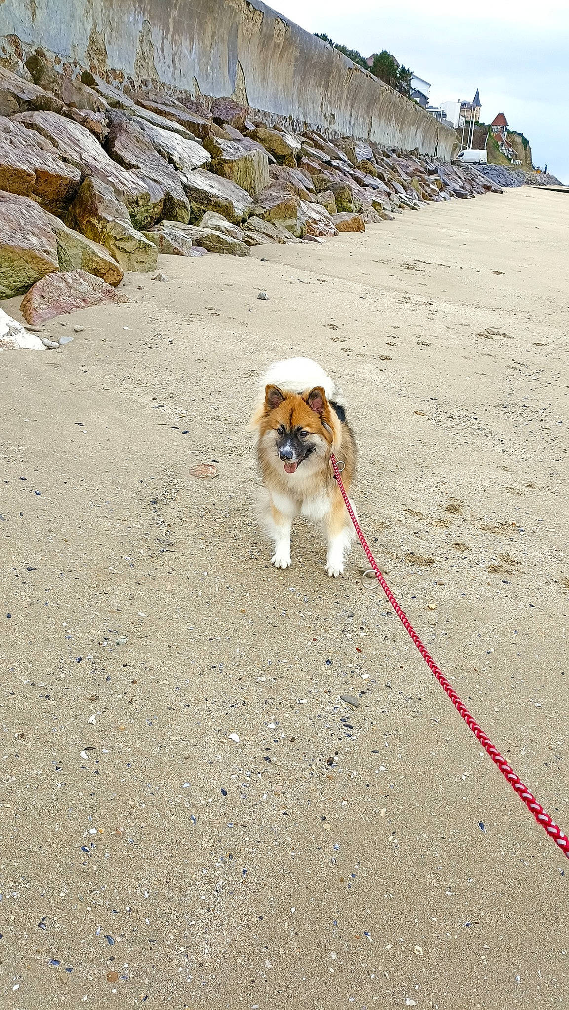 Sweetie a rejoint le concours — aidez-le/la à gagner de superbes lots ! adventure, canidae, carnivore, cavalier_king_charles_spaniel, collar, companion_dog, dog, dog_breed, fashion_accessory, fawn, landscape, leash, pet_supply, recreation, rock, sky, soil, sporting_group, vacation, walking