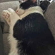 Gremlin is registered to the contest to win money with this photo: cat, black_and_white, sleeping, relaxed, pet, animal, paw, whiskers, pink_nose, fur, couch, sofa, indoors, home, cozy, resting, close_up, portrait, game_controller, cute