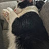 cat, black_and_white, sleeping, relaxed, pet, animal, paw, whiskers, pink_nose, fur, couch, sofa, indoors, home, cozy, resting, close_up, portrait, game_controller, cute