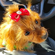 Ruby joined the competition — help win amazing prizes! dog, puppy, bow, red_bow, pearl, car_interior, steering_wheel, seat, fur, brown_fur, cute, close_up, portrait, pet_accessory, whiskers, nose, eyes, sunlight, lap, sitting