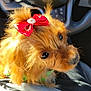 dog, puppy, bow, red_bow, pearl, car_interior, steering_wheel, seat, fur, brown_fur, cute, close_up, portrait, pet_accessory, whiskers, nose, eyes, sunlight, lap, sitting