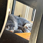 Lumo participe au concours pour gagner de l'argent avec cette photo : cat, sleeping, gray_cat, indoor, wooden_surface, furniture, cozy, resting, pet, animal, nap, quiet, domestic, fur, whiskers, relaxation, peaceful, home, window, natural_light